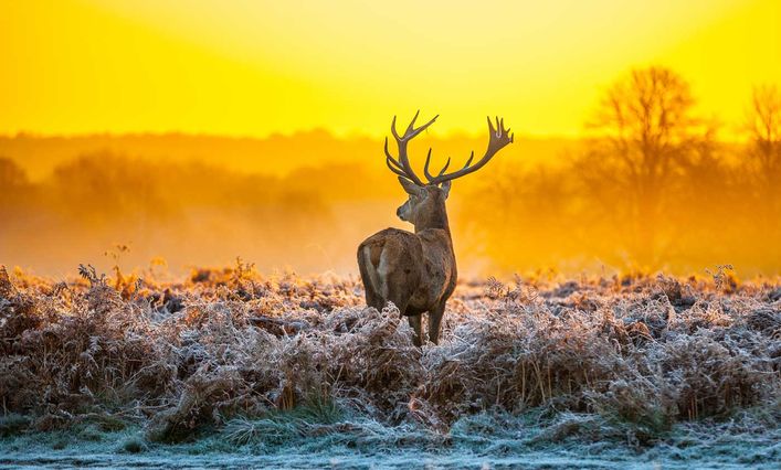 De Hoge Veluwe parkas